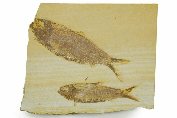 Plate With Two Fossil Fish (Knightia) - Wyoming #373852